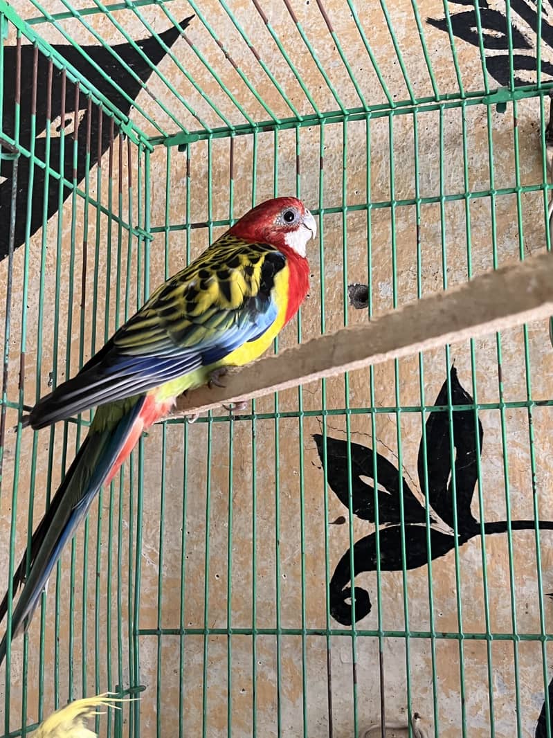 rosella 2