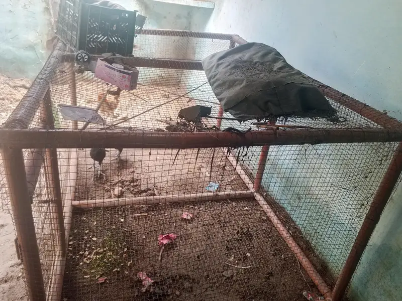 Animal cage — photo 3
