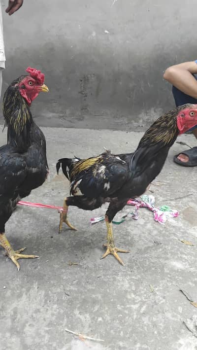 Aseel Hen for Sale