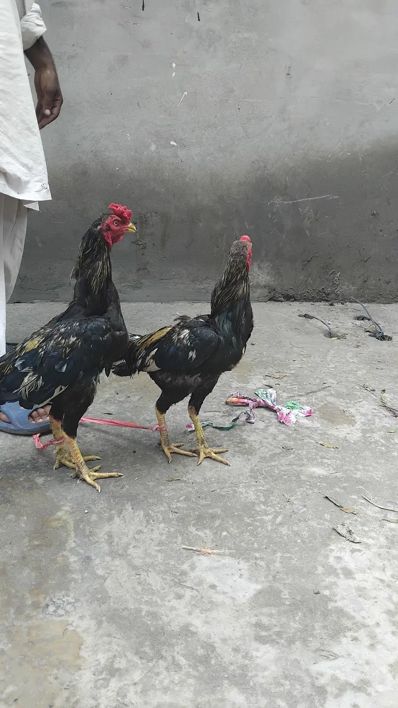 Aseel Hen for Sale — photo 2