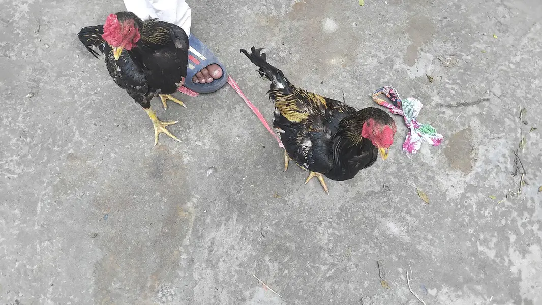 Aseel Hen for Sale — photo 3