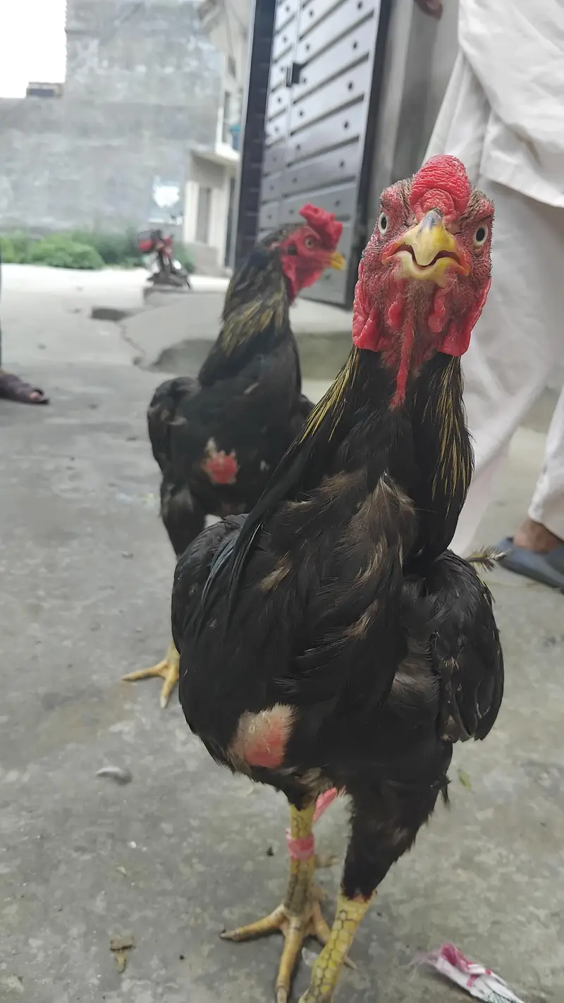Aseel Hen for Sale — photo 4