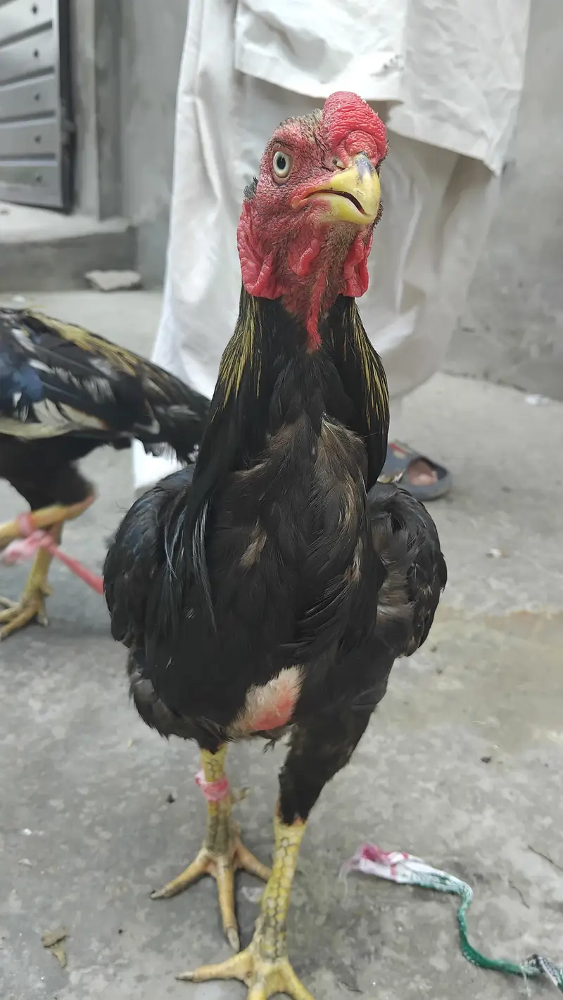 Aseel Hen for Sale — photo 5
