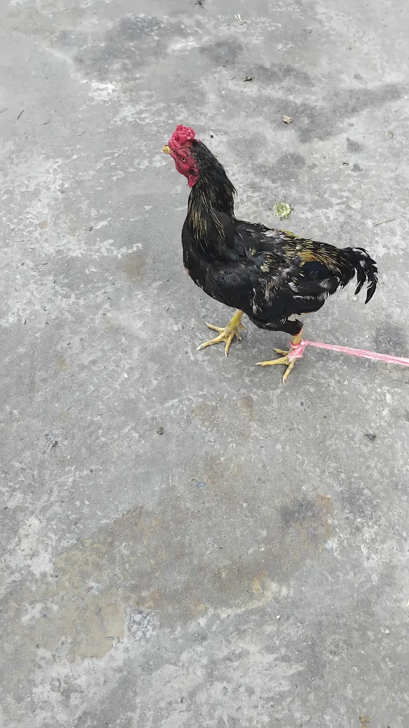 Aseel Hen for Sale — photo 6