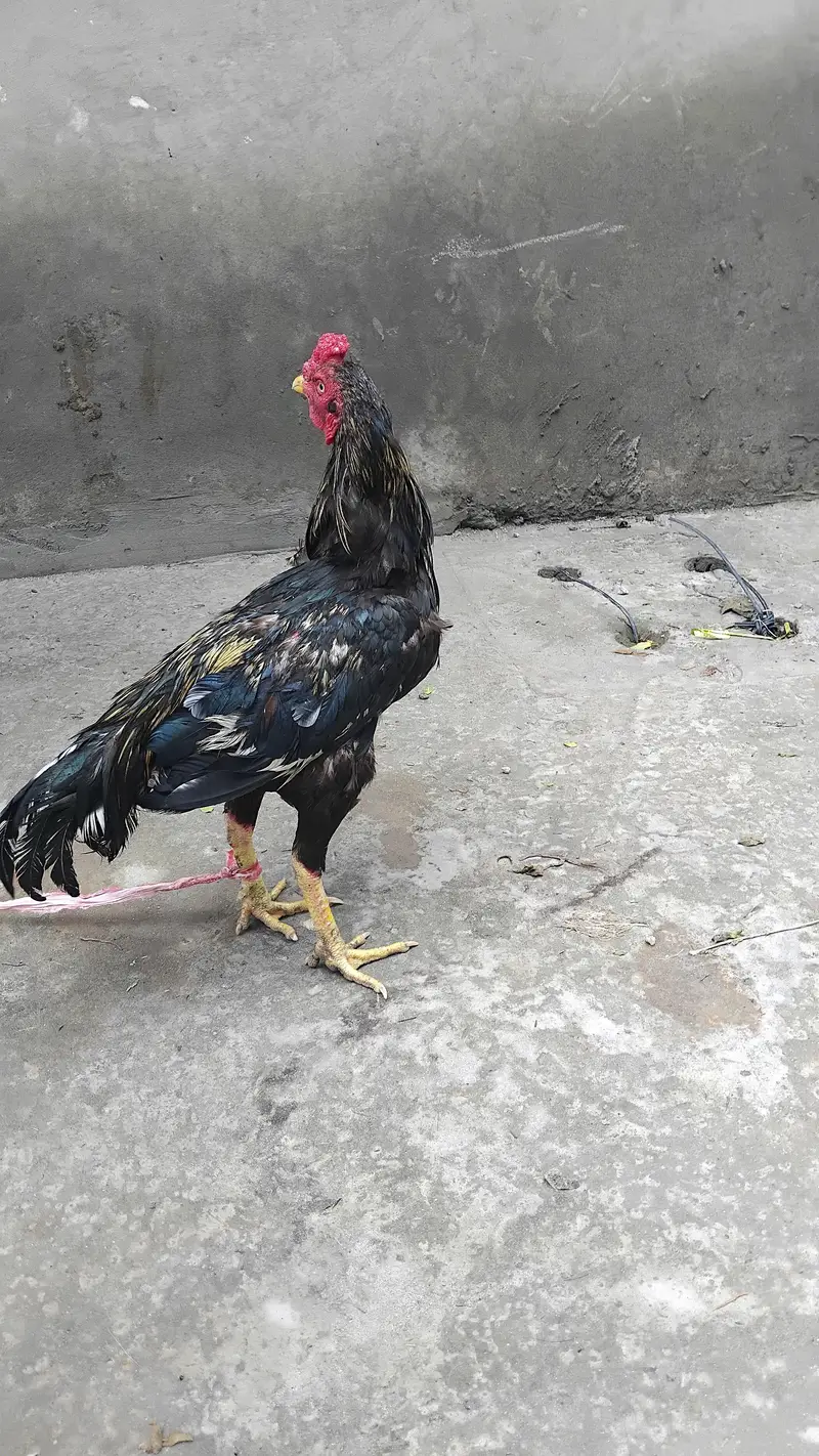 Aseel Hen for Sale — photo 7