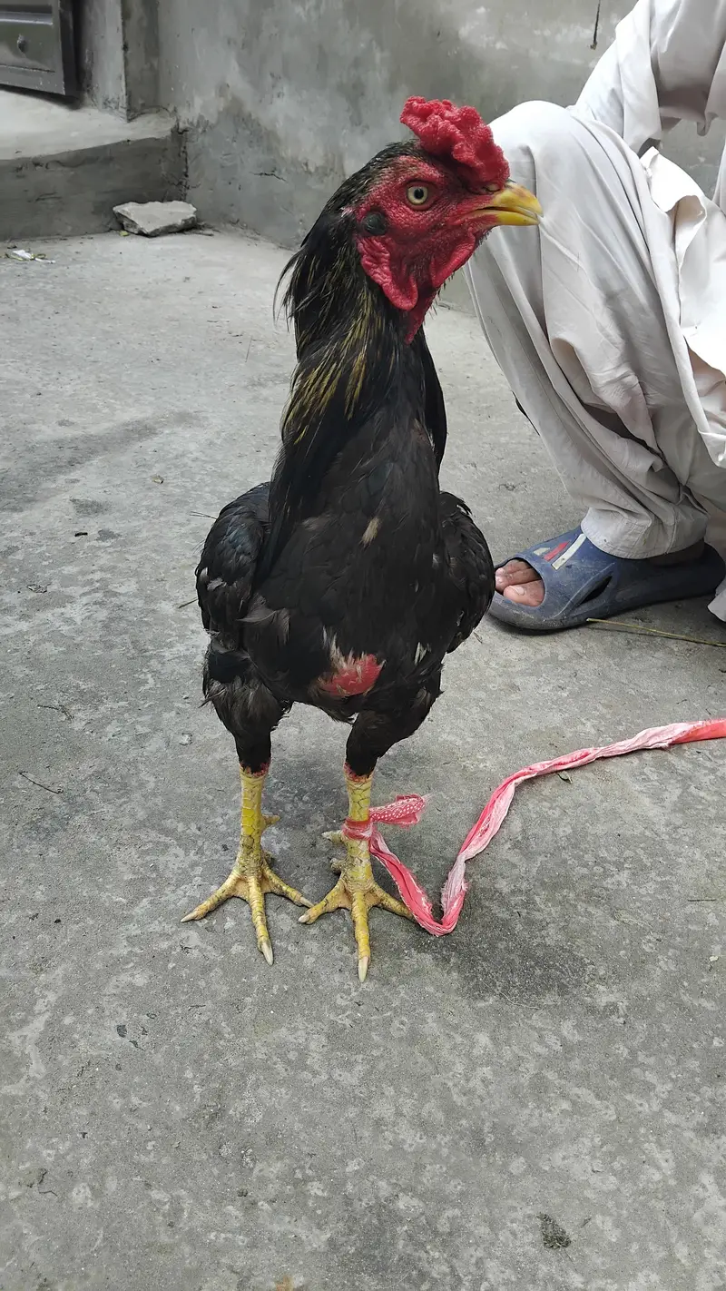 Aseel Hen for Sale — photo 8