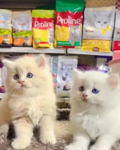 ( Persian Female Kitten ) For sale Contact WhatsApp