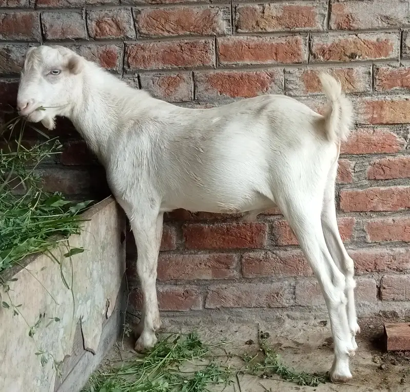 Russian tedy male — photo 2