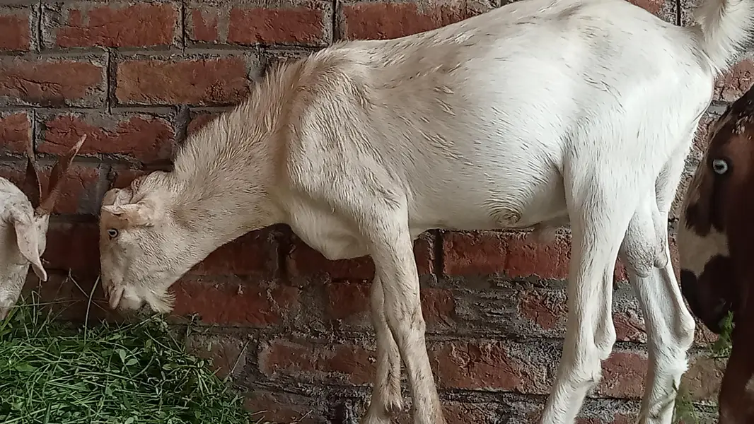 Russian tedy male — photo 4