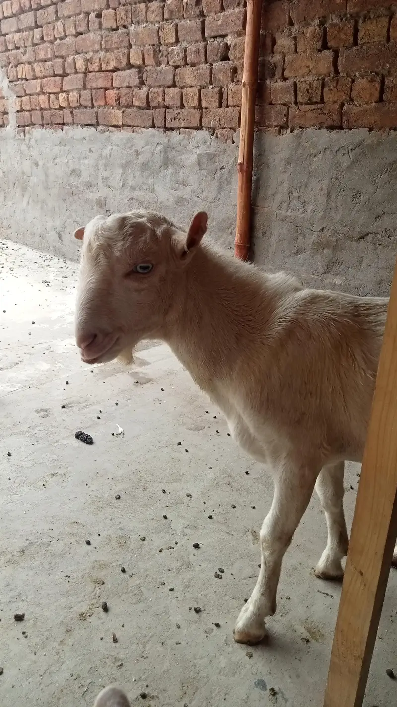 Russian tedy male — photo 5