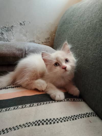 MALE KITTENS UP FOR ADOPTION