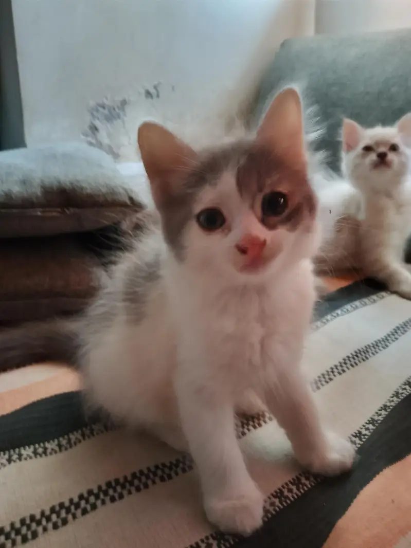 MALE KITTENS UP FOR ADOPTION — photo 2