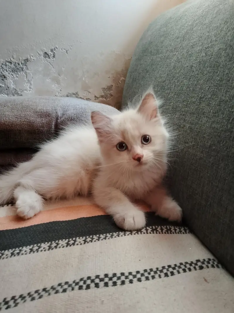 MALE KITTENS UP FOR ADOPTION — photo 3