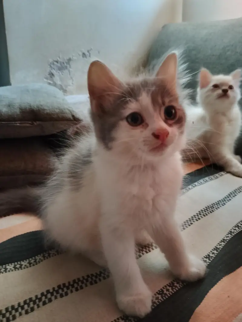 MALE KITTENS UP FOR ADOPTION — photo 4
