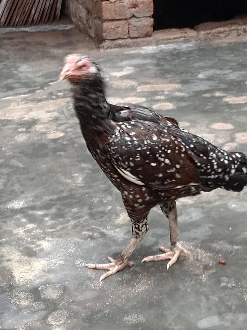 breader hen 0