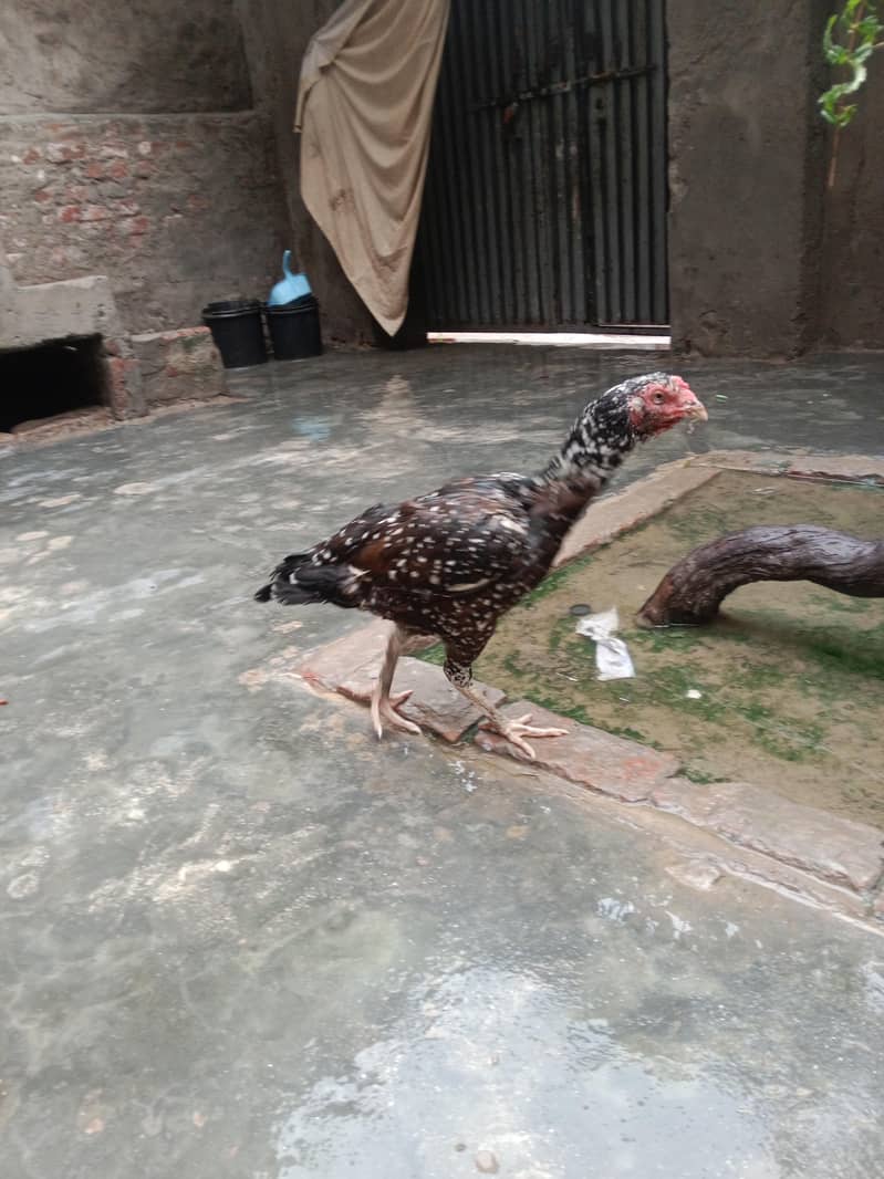breader hen 1