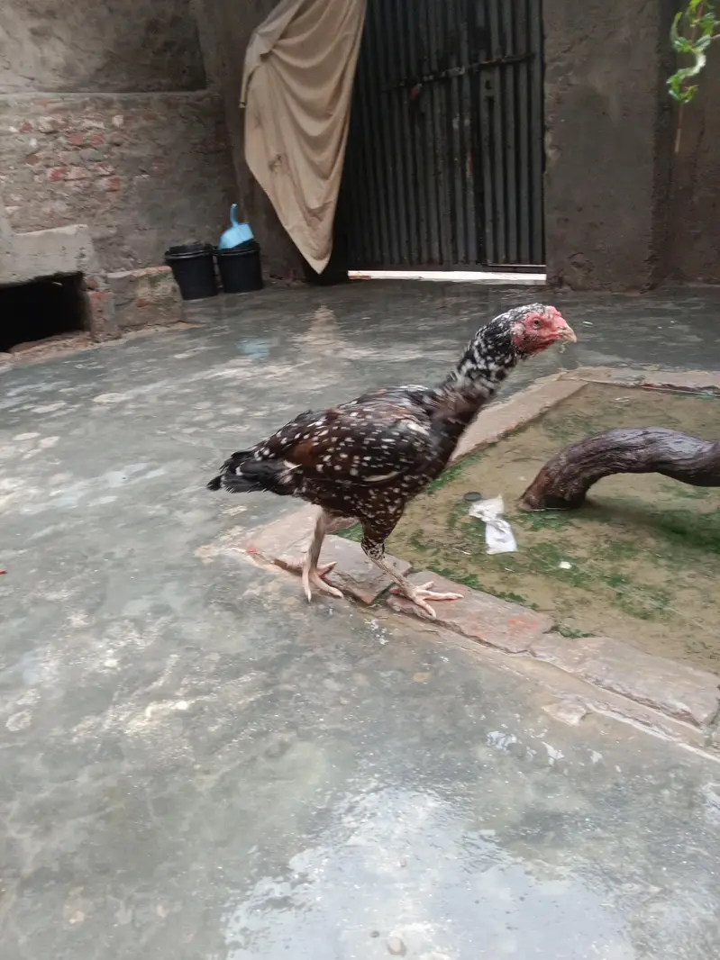breader hen — photo 2