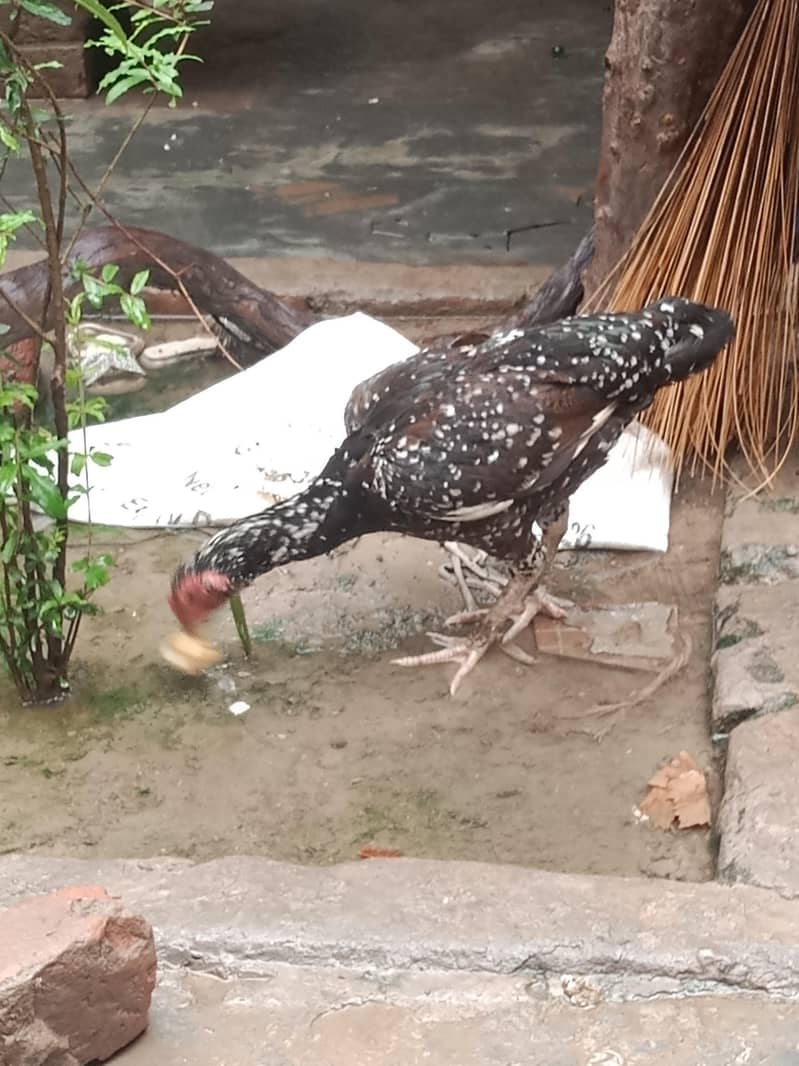 breader hen 2