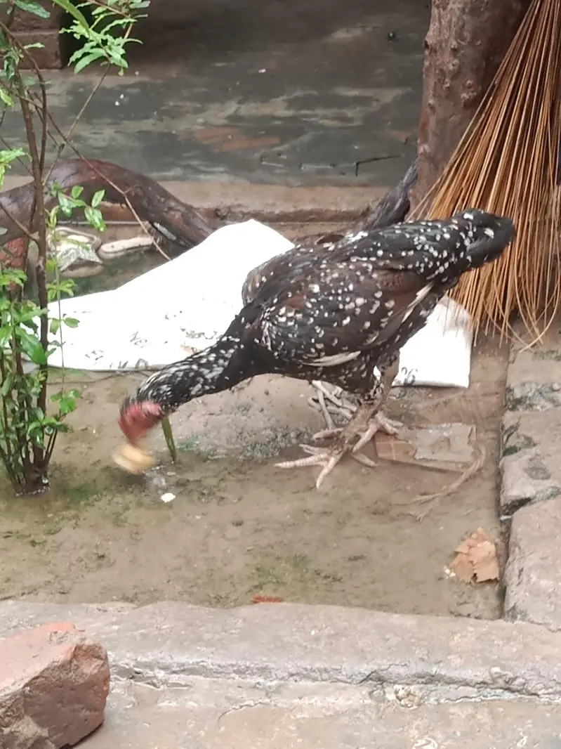 breader hen — photo 3