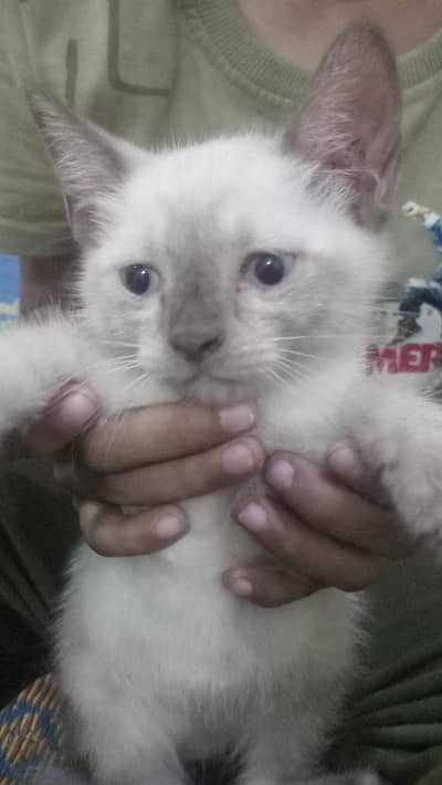this is a kitten and very beautiful and mail