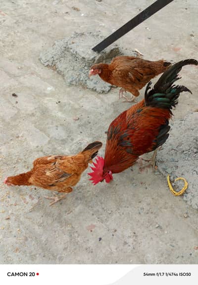 4 Murghiyan aur 1 Murgha h. SB Fit hen aur Ghar k paalay huwe hen.