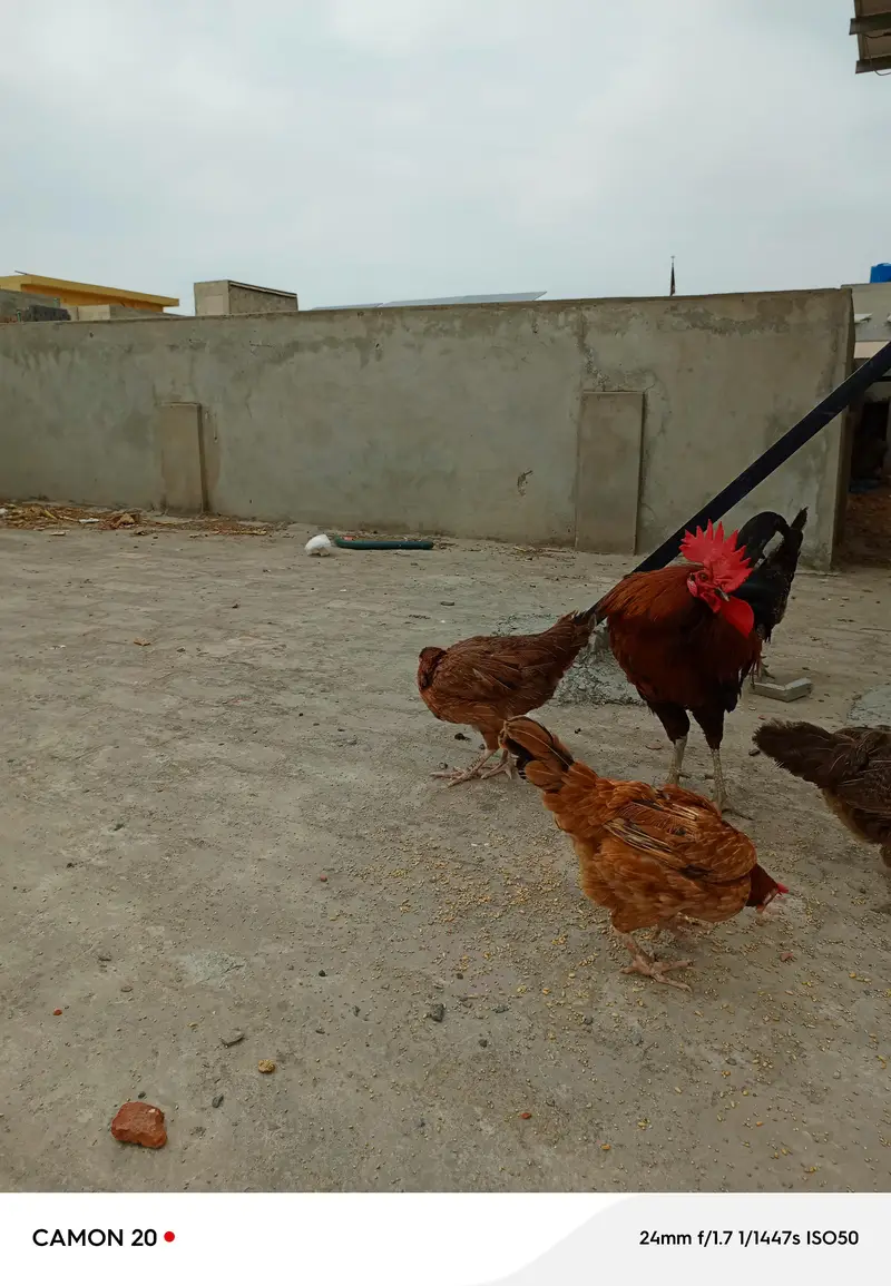 4 Murghiyan aur 1 Murgha h. SB Fit hen aur Ghar k paalay huwe hen. — photo 2