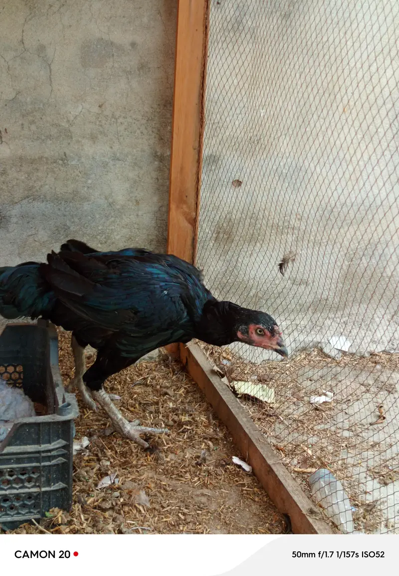 4 Murghiyan aur 1 Murgha h. SB Fit hen aur Ghar k paalay huwe hen. — photo 3
