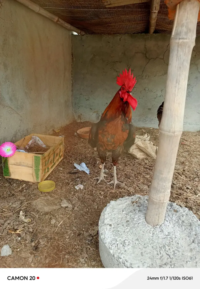4 Murghiyan aur 1 Murgha h. SB Fit hen aur Ghar k paalay huwe hen. — photo 6
