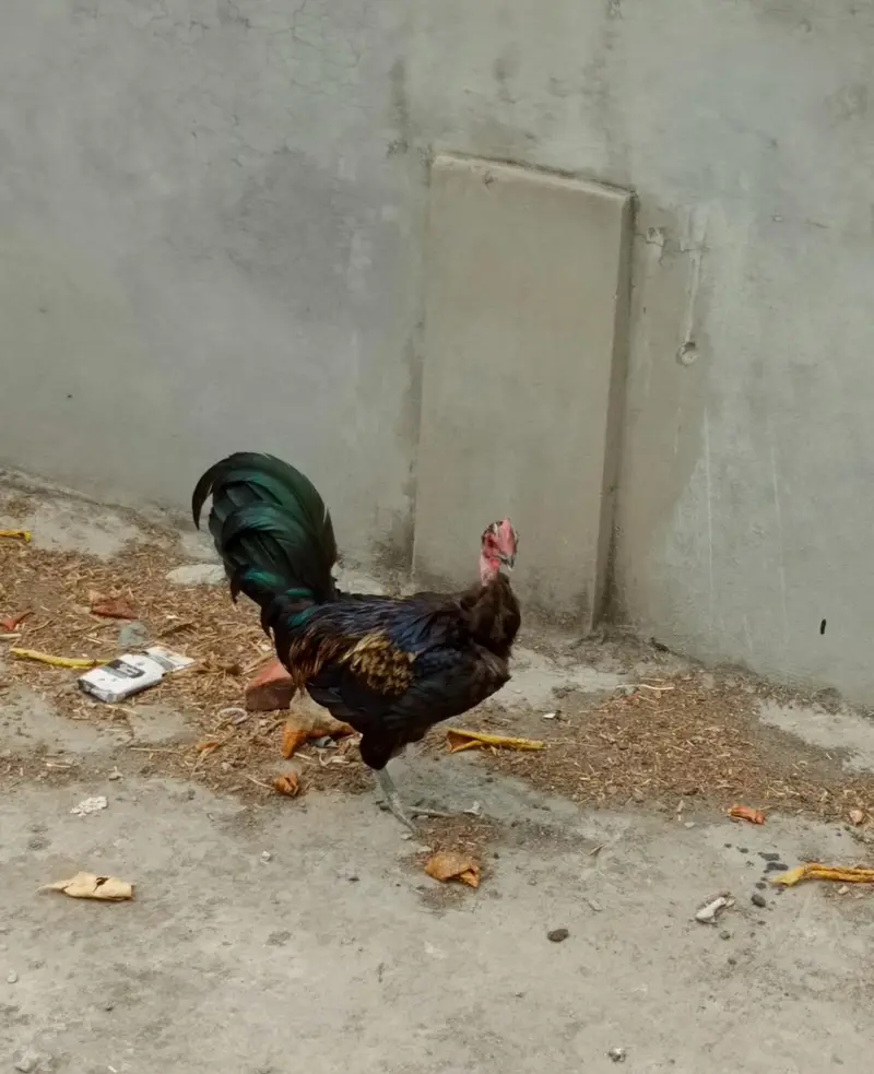 4 Murghiyan aur 1 Murgha h. SB Fit hen aur Ghar k paalay huwe hen. — photo 7