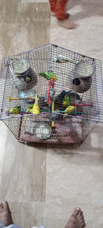 Australian Parrots