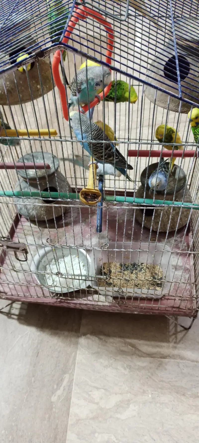 Australian Parrots — photo 2