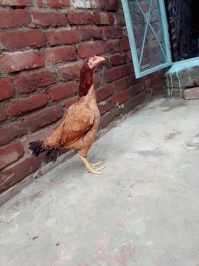 urgent for sale Aseel murgi kurak