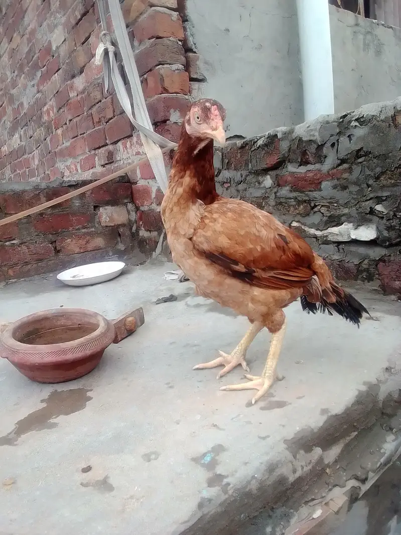 urgent for sale Aseel murgi kurak — photo 3