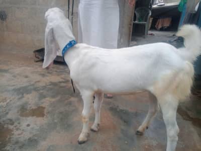 bakri
