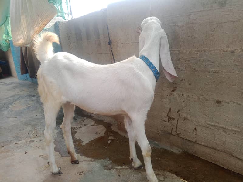 bakri 1