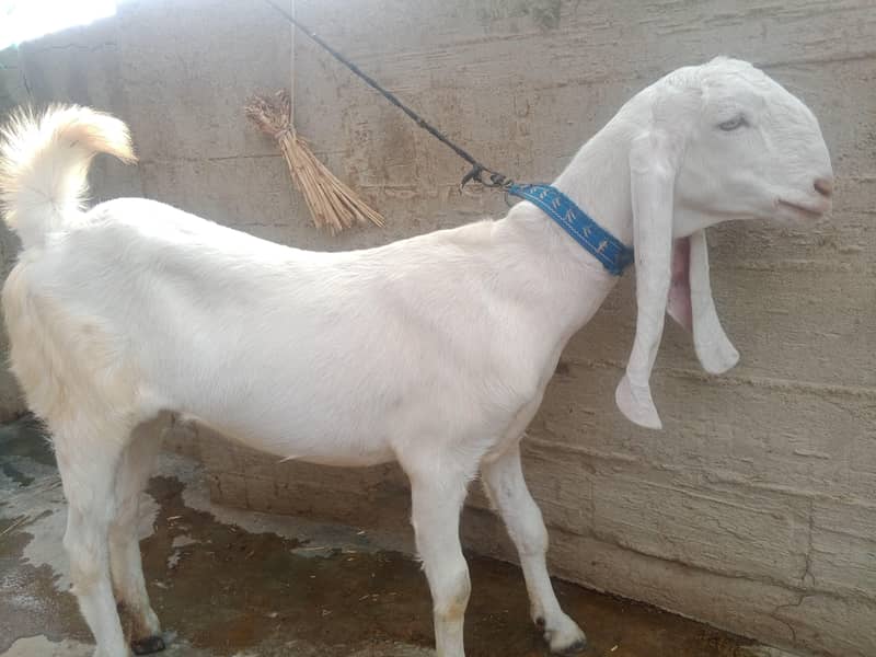 bakri 2