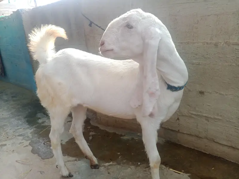 bakri — photo 4