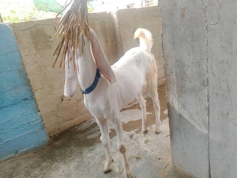 bakri 4