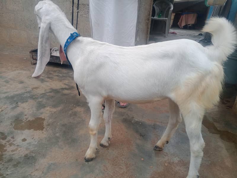 bakri 5