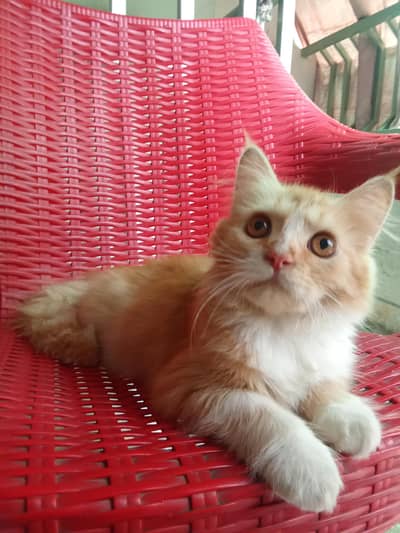 healthy cat for sale