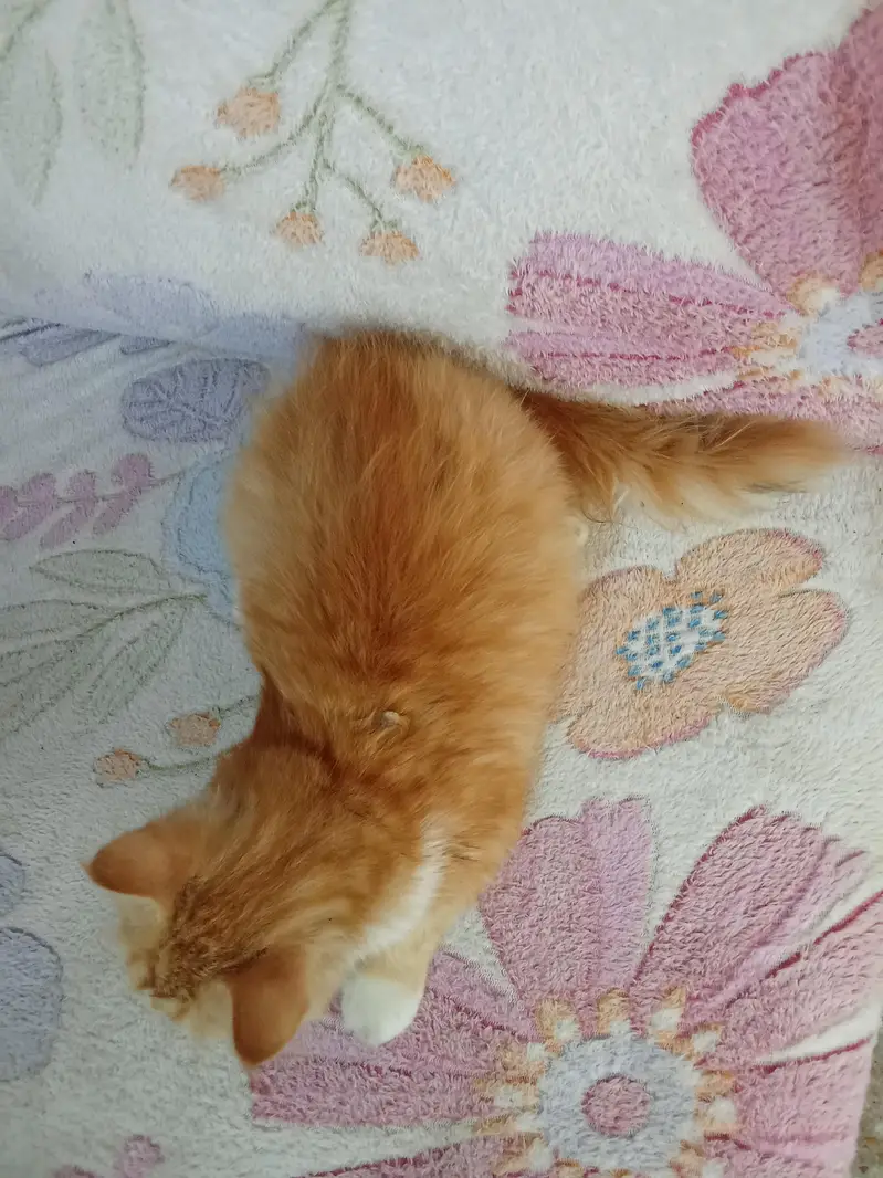 healthy cat for sale — photo 2