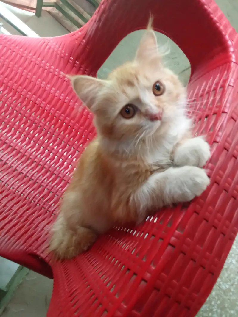 healthy cat for sale — photo 3