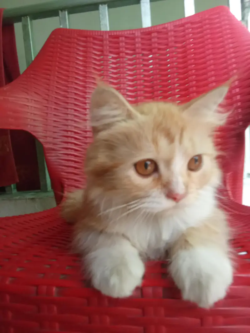 healthy cat for sale — photo 4