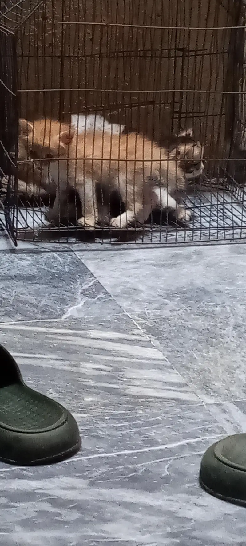 fouble cout kittens — photo 5