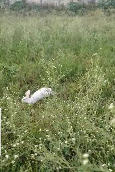 1 baby rabbit for sale