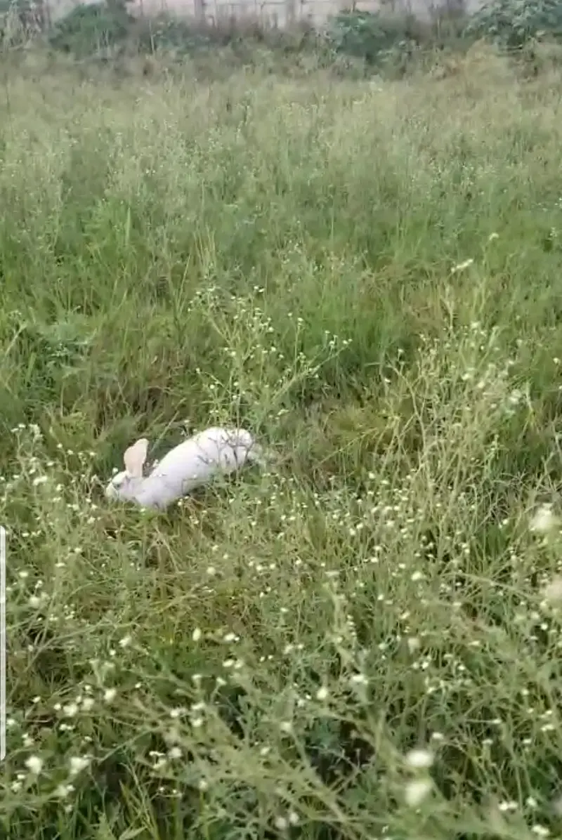 1 baby rabbit for sale
