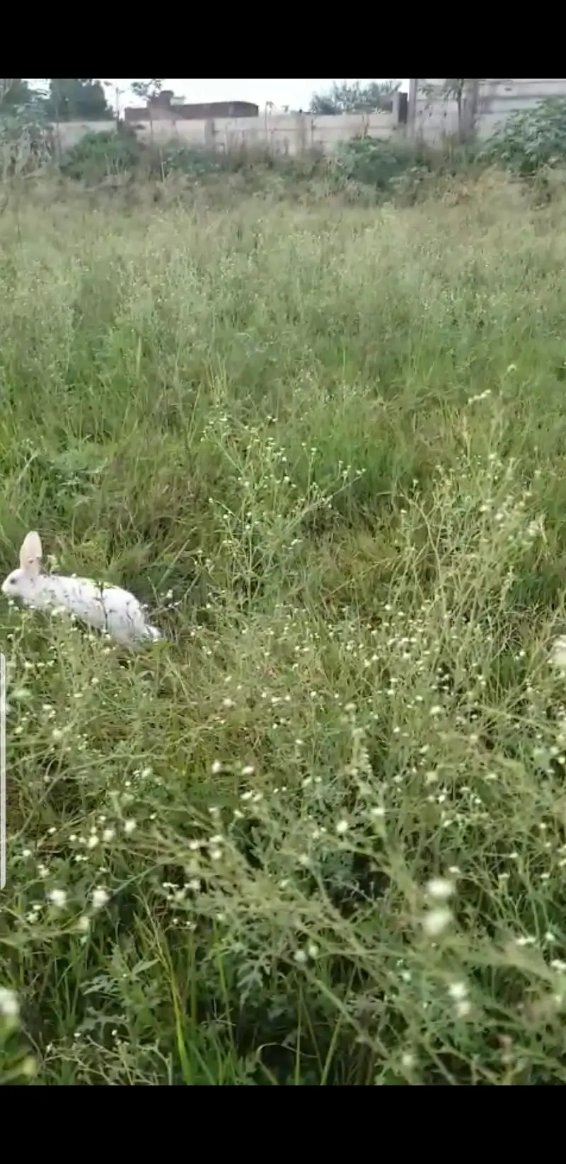 1 baby rabbit for sale — photo 2