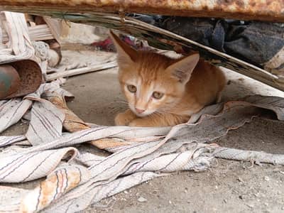 kittens for Adoption