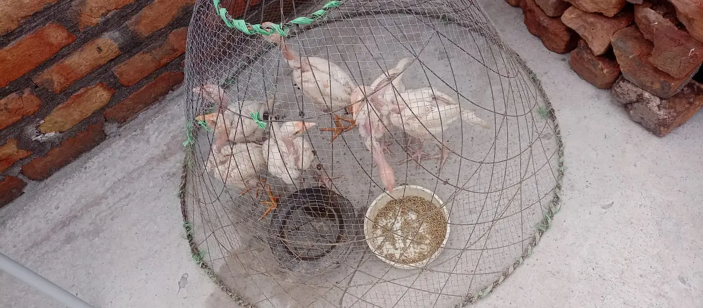 4 White paper Bachy for sale