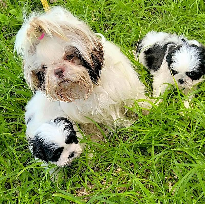 shihtzu 0